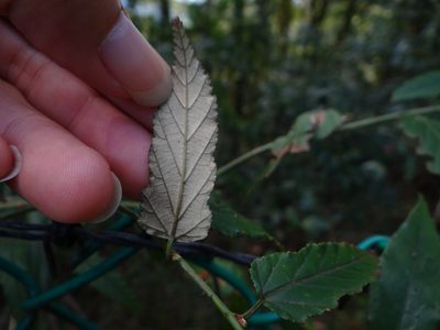 Rubus swinhoei, photographed by 呂一起(Lyu yi-chi)