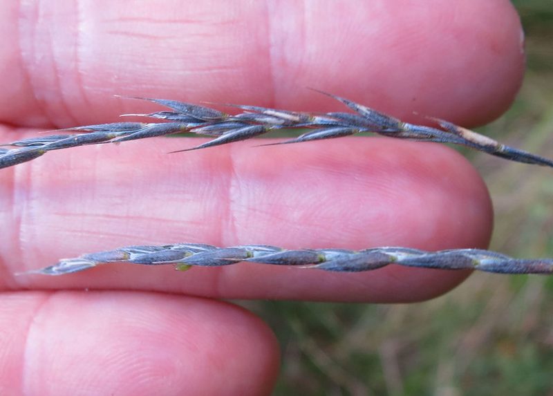 Stenostachys gracilis, photographed by Alice Shanks