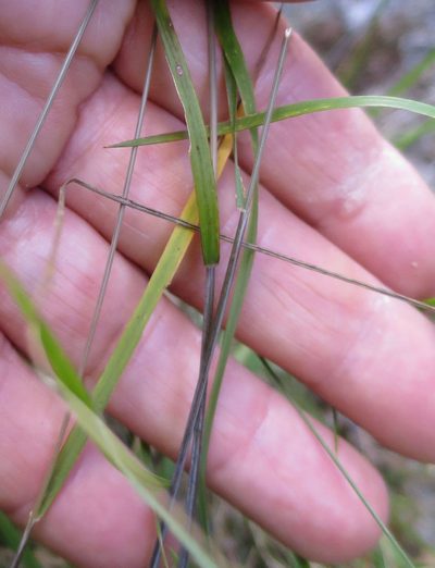 Stenostachys gracilis, photographed by Alice Shanks