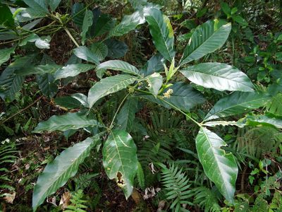 Melicope semecarpifolia, photographed by 呂一起(Lyu yi-chi)