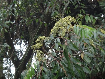 Tetradium glabrifolium, photographed by 呂一起(Lyu yi-chi)
