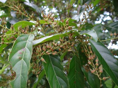 Itea parviflora, photographed by 呂一起(Lyu yi-chi)