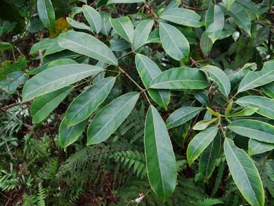 Staphylea ternata, photographed by 呂一起(Lyu yi-chi)