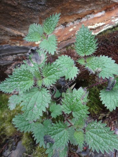 Urtica taiwaniana, photographed by 呂一起(Lyu yi-chi)