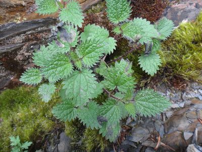 Urtica taiwaniana, photographed by 呂一起(Lyu yi-chi)