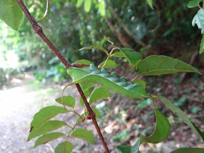 Nekemias cantoniensis, photographed by 呂一起(Lyu yi-chi)