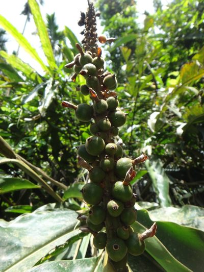 Alpinia kawakamii, photographed by 呂一起(Lyu yi-chi)