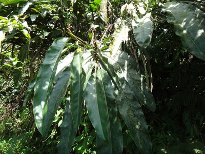 Alpinia kawakamii, photographed by 呂一起(Lyu yi-chi)