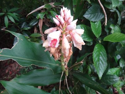 Alpinia pricei, photographed by 呂一起(Lyu yi-chi)