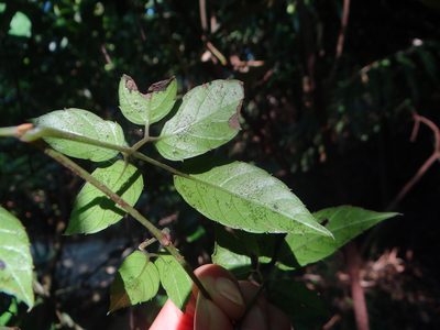 Causonis corniculata, photographed by 呂一起(Lyu yi-chi)
