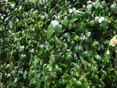 Causonis corniculata, photographed by 呂一起(Lyu yi-chi)