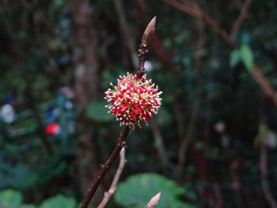 Lindera megaphylla, photographed by 呂一起(Lyu yi-chi)