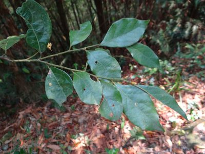 Lindera communis, photographed by 呂一起(Lyu yi-chi)