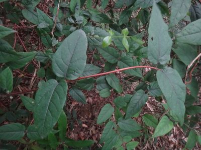 Lonicera hypoglauca, photographed by 呂一起(Lyu yi-chi)