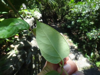 Lonicera hypoglauca, photographed by 呂一起(Lyu yi-chi)