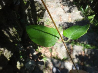 Lonicera hypoglauca, photographed by 呂一起(Lyu yi-chi)