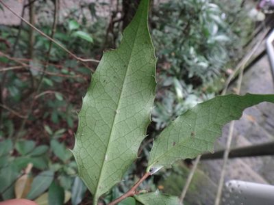 Prunus spinulosa, photographed by 呂一起(Lyu yi-chi)
