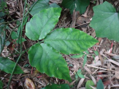 Tetrastigma hemsleyanum, photographed by 呂一起(Lyu yi-chi)