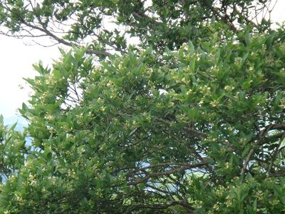 Premna microphylla, photographed by 呂一起(Lyu yi-chi)