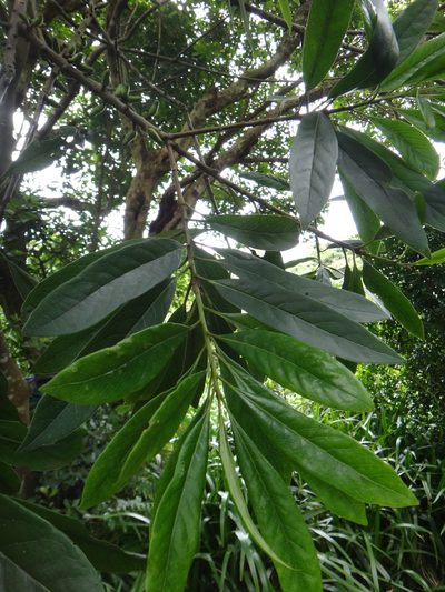 Symplocos glauca, photographed by 呂一起(Lyu yi-chi)