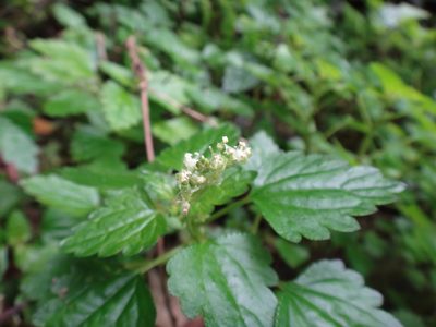 Nanocnide japonica, photographed by 呂一起(Lyu yi-chi)