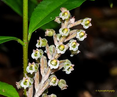 Hetaeria oblongifolia, photographed by Rejoice Gassah