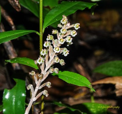 Hetaeria oblongifolia, photographed by Rejoice Gassah