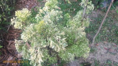 Polyscias fruticosa, photographed by Ong Jyh Seng