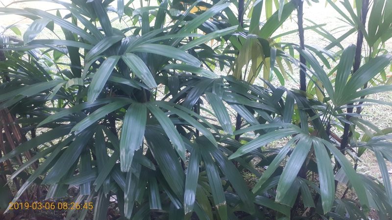 Rhapis excelsa, photographed by Ong Jyh Seng