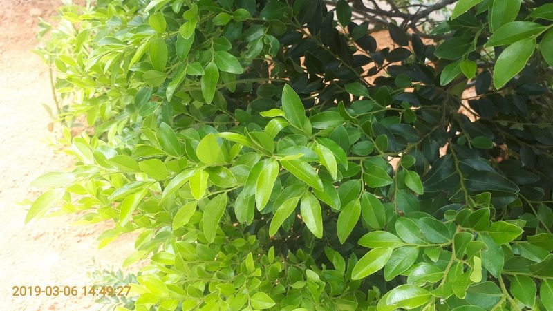 Diospyros buxifolia, photographed by Ong Jyh Seng