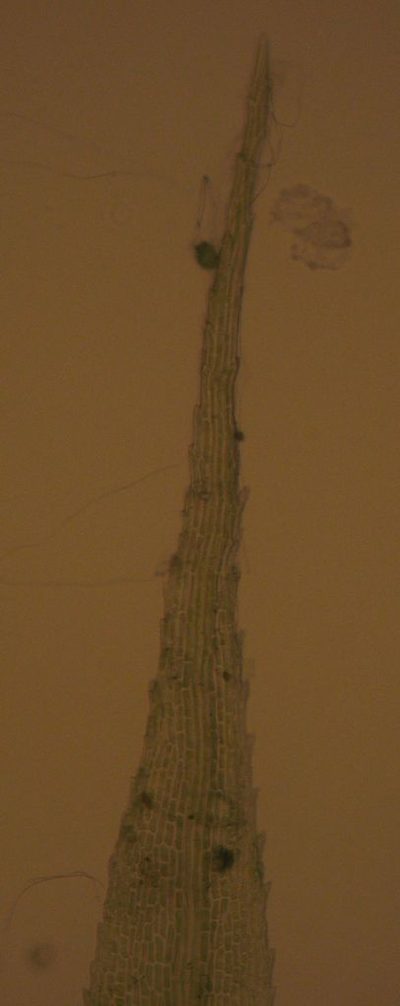 Breutelia pendula, photographed by John Steel