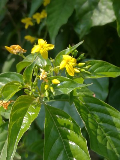 Deppea grandiflora, photographed by Juan Carlos Pérez Magaña