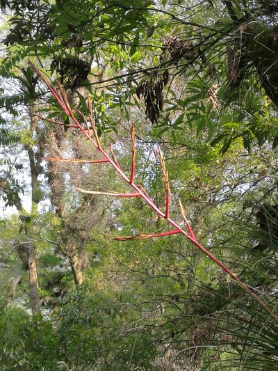 Tillandsia kirchhoffiana, photographed by Juan Carlos Pérez Magaña