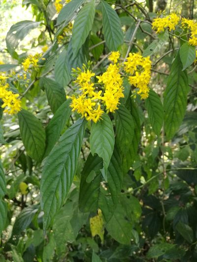 Deppea grandiflora, photographed by Juan Carlos Pérez Magaña