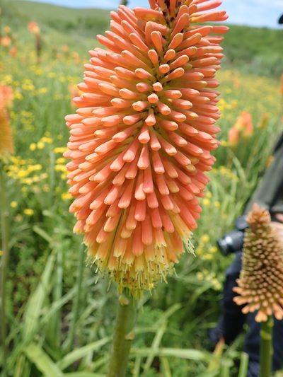 Kniphofia linearifolia, photographed by Peter Warren