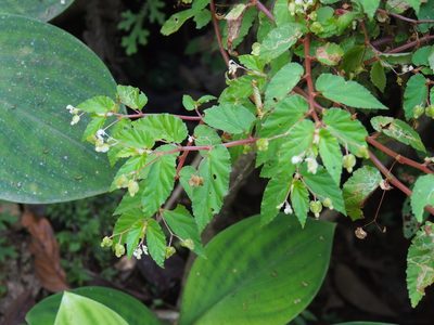 Begonia semiovata, photographed by Lena Struwe