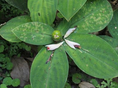 Costus elegans, photographed by Lena Struwe
