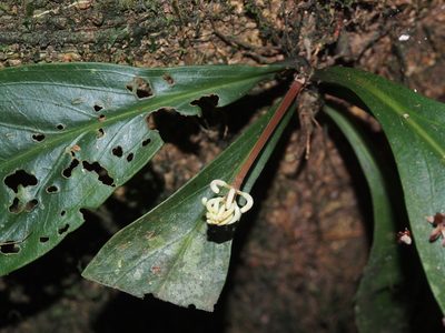 Peperomia pernambucensis, photographed by Lena Struwe