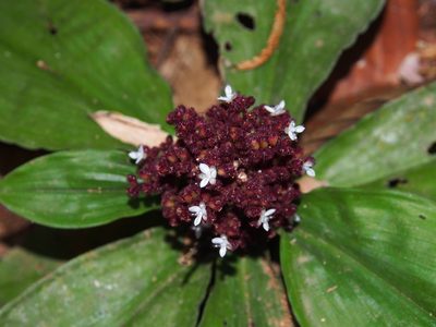 Floscopa robusta, photographed by Lena Struwe