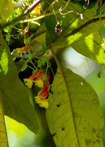Tropaeolum emarginatum, photographed by carnifex