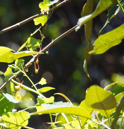 Tropaeolum emarginatum, photographed by carnifex
