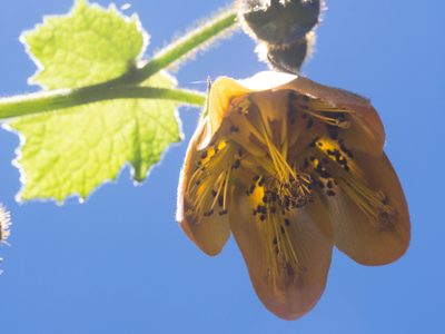 Nasa speciosa, photographed by carnifex