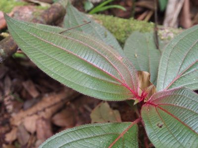 Miconia nervosa, photographed by Lena Struwe