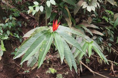 Heliconia mathiasiae, photographed by Lena Struwe
