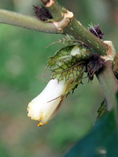 Drymonia macrophylla, photographed by Lena Struwe
