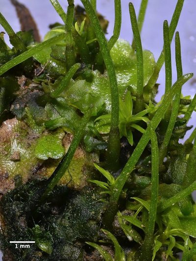 Paraphymatoceros pearsonii, photographed by Don Loarie