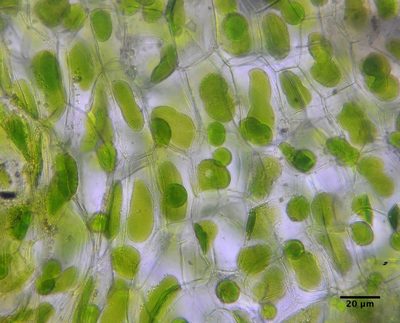 Paraphymatoceros pearsonii, photographed by Don Loarie