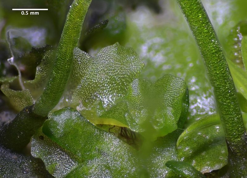 Paraphymatoceros pearsonii, photographed by Don Loarie