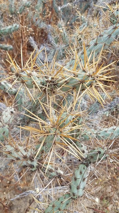 Cylindropuntia molesta, photographed by Alan Rockefeller
