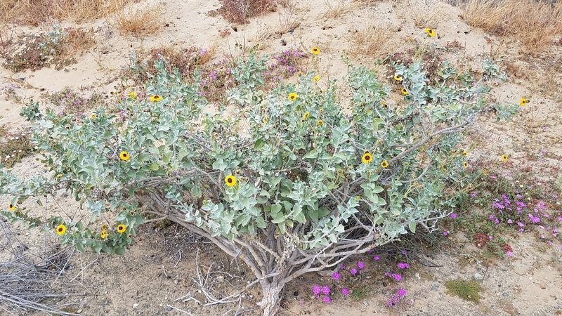 Encelia palmeri, photographed by Alan Rockefeller